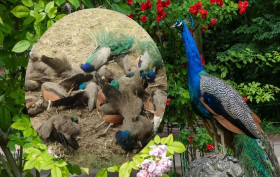 20 peacocks died mysteriously in Karnataka
